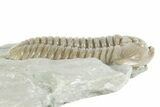 Prone Flexicalymene Trilobite - Mt Orab, Ohio #380324-2